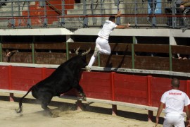 Camerone (Paulin) sur Bruschet Photo © Serge Colombaud