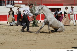 01_cavalier_11