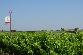 02_vignes