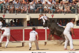 04_boer (occitane)_allouani