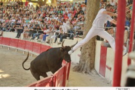 05_perroquet (ricard)_poujol_3