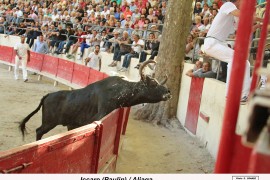 07_icarre (paulin)_aliaga_2_2