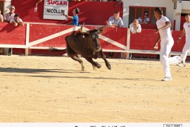 07_sugar (nicollin)_katif