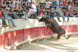 09_indian (laurent)_katif_1
