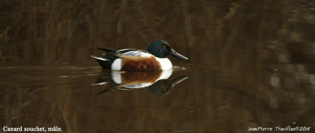 Canard-souchet-male