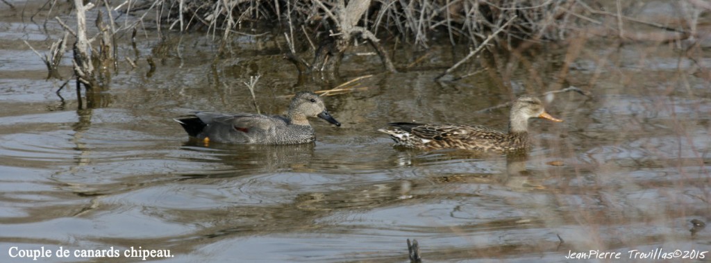 canard-chipeau-couple