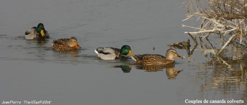 canard-colvert-couples