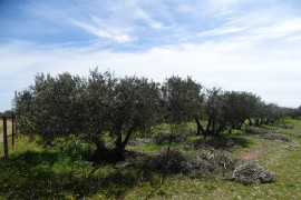 07_fin de la taille des oliviers
