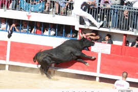 09_cupidon (cavalini)_rassir_1