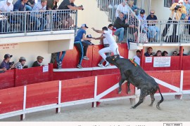 12_marengo (vellas)_belgourari