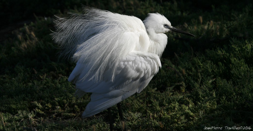 aigrette-garzette (01)