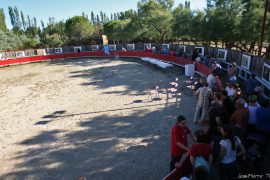 vernissage-arène-espèces (02) (1)