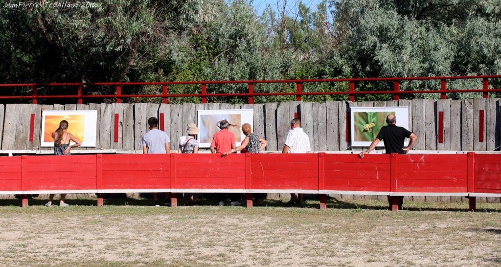 vernissage-arène-espèces (03) (1)