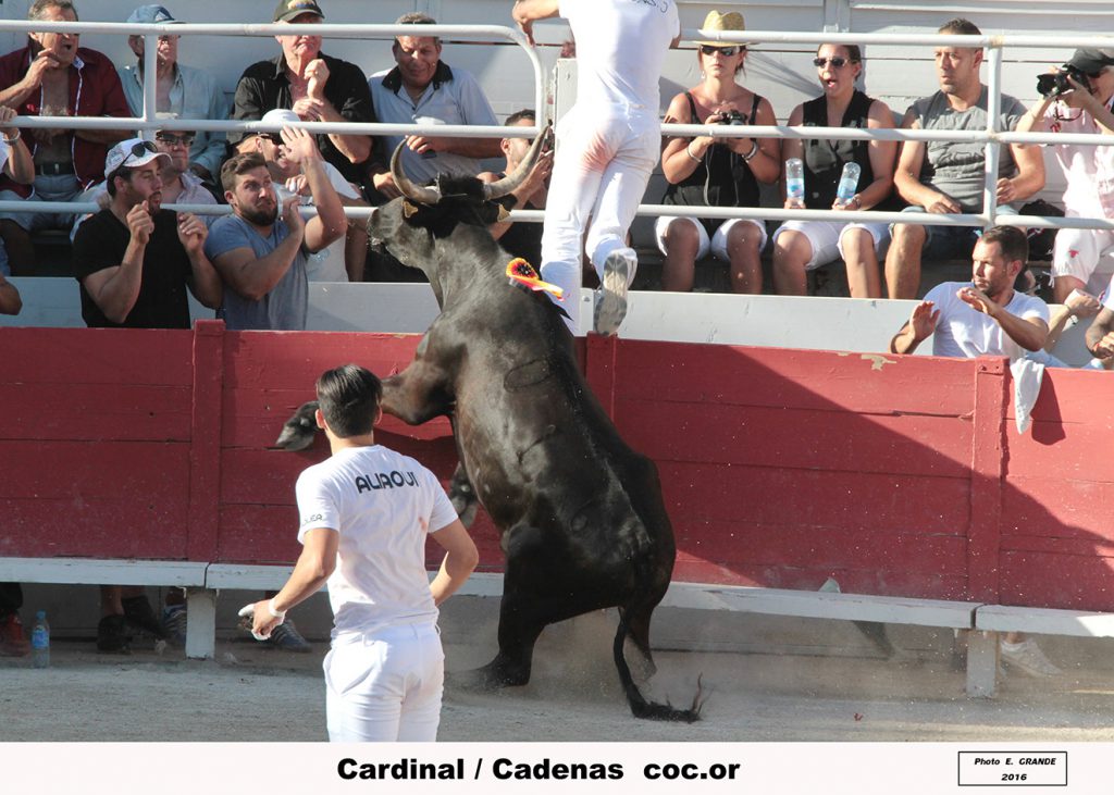 00_cardinal (lautier)_cadenas_1