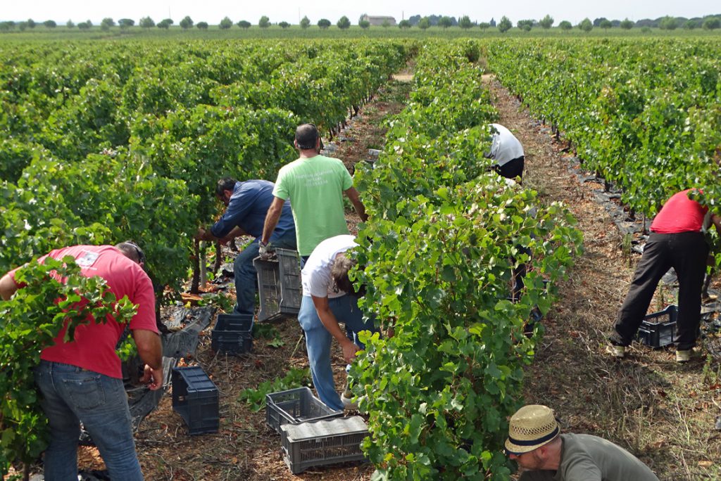00_vendanges-gallician