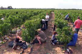 01_vendanges-gallician
