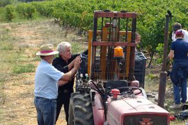 04_vendanges-gallician