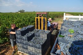 05_vendanges-gallician