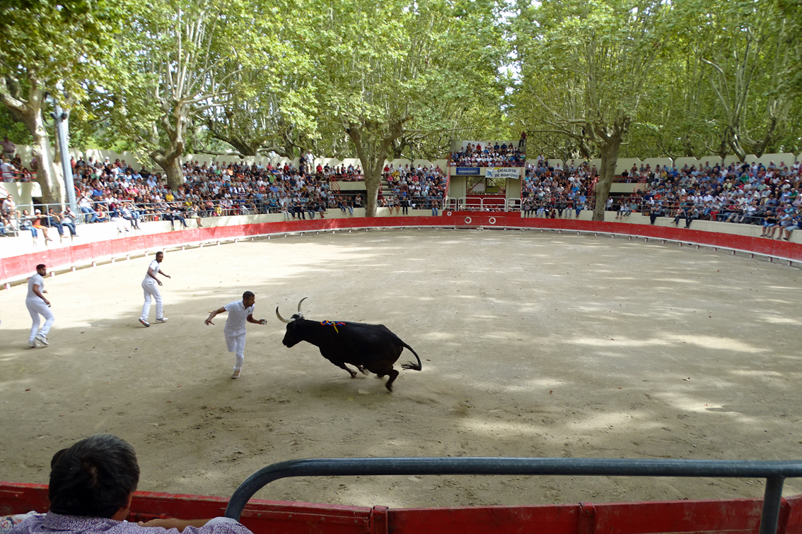 Le Tridbull aux arènes de Sommières | V+ Petite Camargue