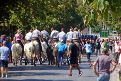 03_Abrivado_Av_de_la_Costière