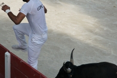 Course taureaux neufs  manade Hervas