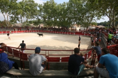 24_08-vache-01