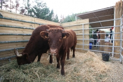 Vistre_vaches-Salers