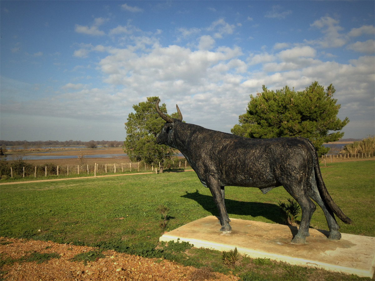 Virat , taureau cocardier de la manade Nicollin.